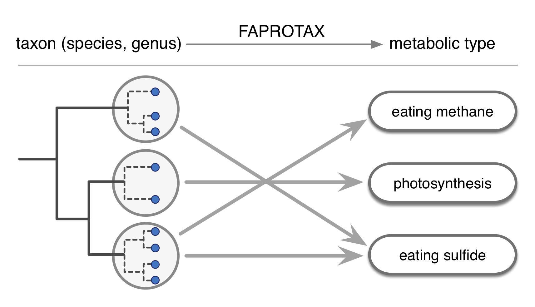 grouping microorganisms by metabolic type